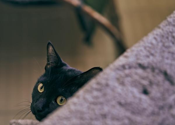 planta minune pentru oameni toxica pentru pisici ce contine