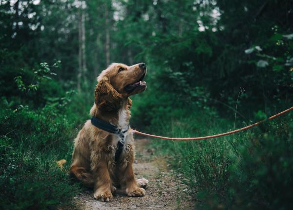 de ce cainele tau isi musca des coada atentie indica o problema medicala