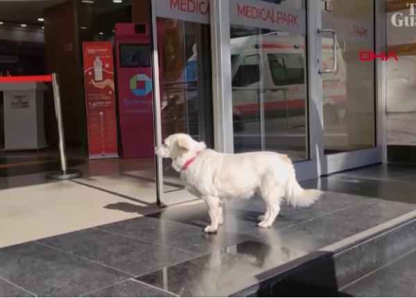 o catelusa a stat zile intregi in fata spitalului in care stapanul sau era internat imagini virale video