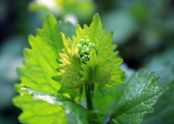 lidia fecioru ceaiul natural care te ajuta sa slabesti si mamicile si taticii ar trebui sa l bea