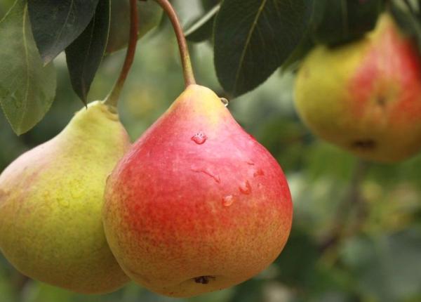 perele 7 beneficii pentru sanatate dovedite stiintific