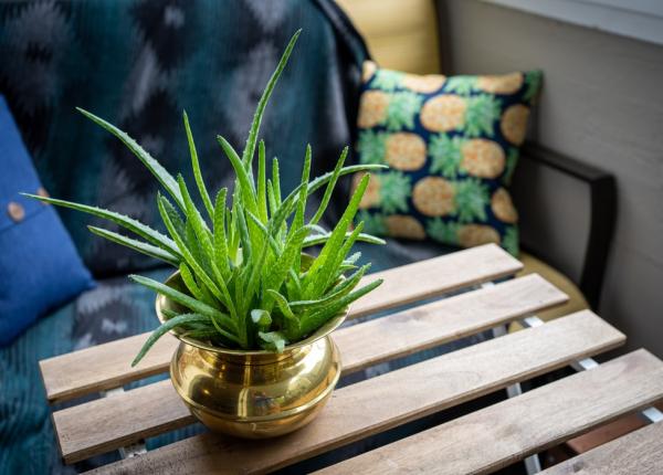 10 plante de apartament care iti otravesc incet sanatatea