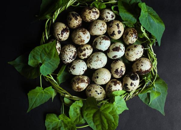 ouale de prepelita de ce sunt mai bune decat cele de gaina