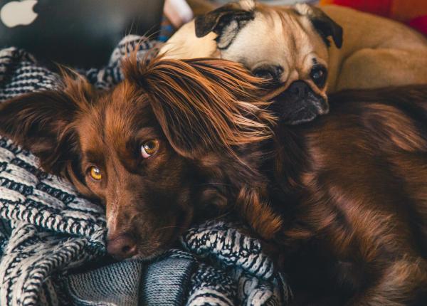 cum a ajuns mirosul cainilor sa fie model pentru un dispozitiv performant de detectare a bolilor umane