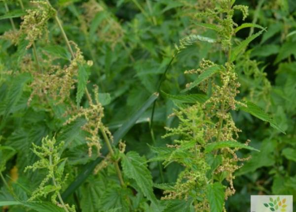 semintele de urzica efectul nestiut asupra libidoului