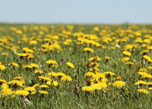 papadia efectul nestiut asupra ficatului si bilei