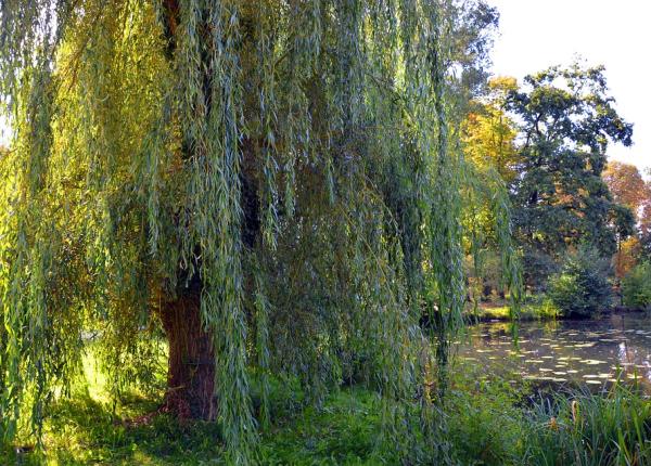 aspirina naturala planta care te scapa de dureri sau febra fara efectele adverse ale aspirinei