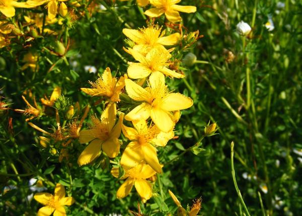 astenia nervoasa plante de trei ori mai puternice decat medicamentele de sinteza