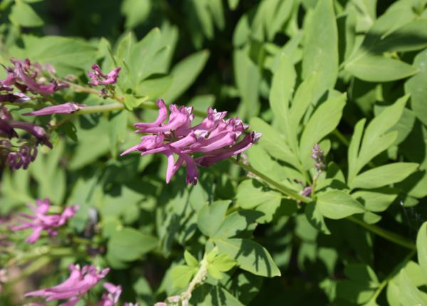 planta uitata de toti cu efect de detoxifiere si intinerire