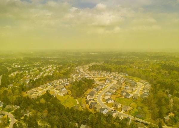 polenul contribuie la raspandirea covid cercetator efectul e cauzat nu doar de polenul alergen