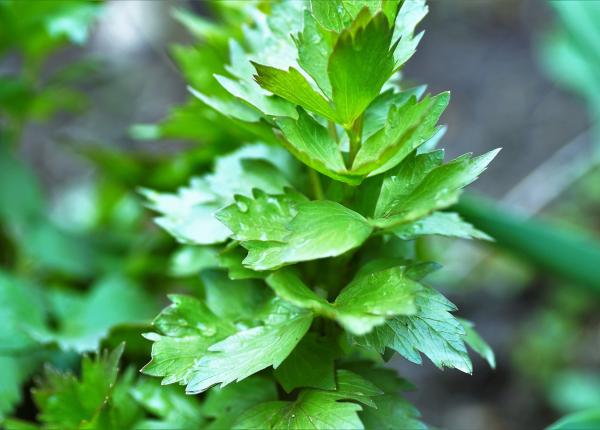 leustean si miere combinatie miraculoasa pentru 13 afectiuni