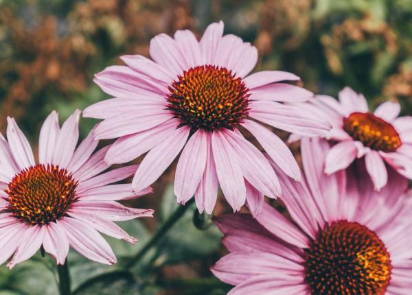 echinaceea un adevarat antidot impotriva infectiilor ce nu stiai despre aceasta planta vindecatoare