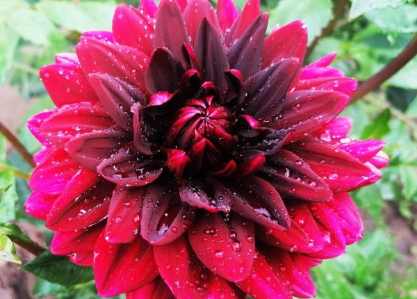 de ce e mai buna apa de ploaie decat cea de la chiuveta pentru plantele tale