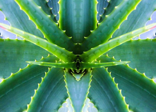 aloe vera cea mai puternica planta a naturii benefica in peste 50 de boli