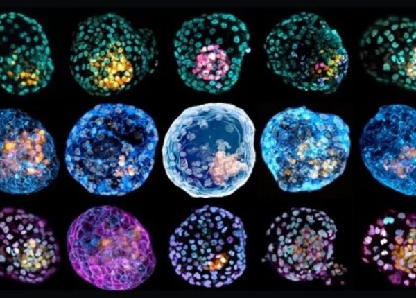 primele modele complete ale unui embrion uman realizate in laborator