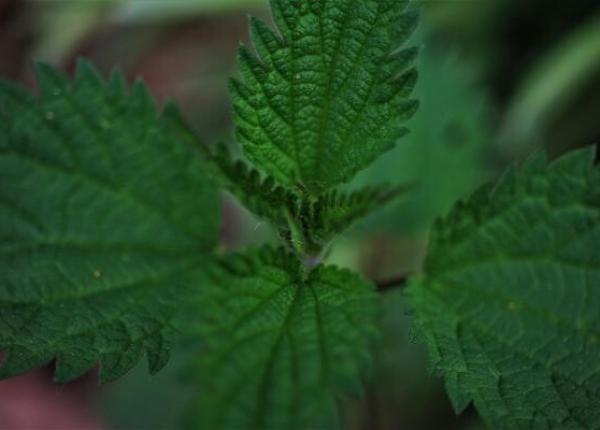 cum slabesti cu ajutorul zarzavaturilor de primavara