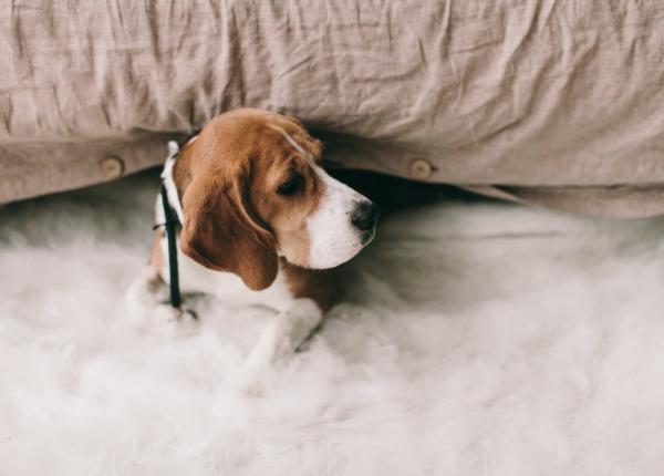 primul vaccin impotriva covid pentru animale cat dureaza imunitatea serului la patrupede