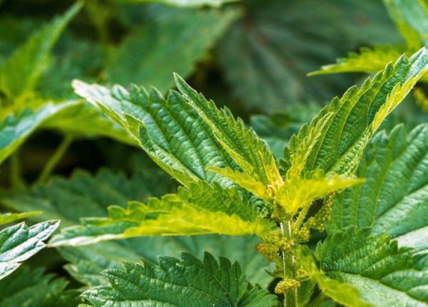 neurochirurgul vlad ciurea urzicile stevia si loboda schimba sangele in plante exita totul
