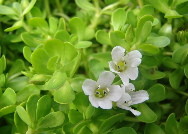 planta care combate stresul si te scapa de anxietate