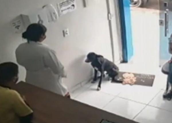 un caine ranit a intrat singur intr un cabinet veterinar imaginile emotionante surprinse pe camerele de supraveghere