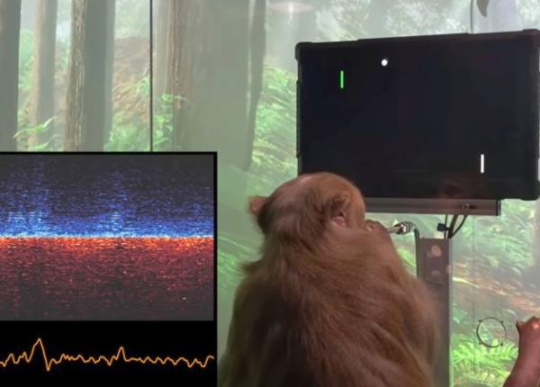 neuralink ul lui elon musk a facut o maimuta sa joace un joc video folosindu si doar creierul