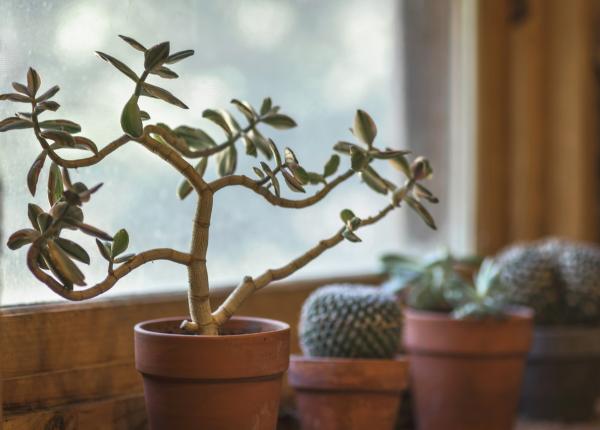 4 plante din dormitorul tau care trateaza insomnia si apneea in somn