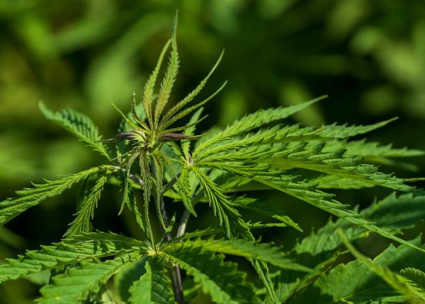 canabis drogul car eafecteaza vederea studiile confirma