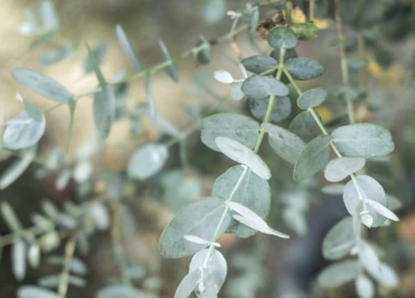 5 utilizari ale uleiului de eucalipt