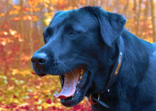 cascatul e molipsitor inclusiv de la caini ne putem molipsi iata de ce cascam