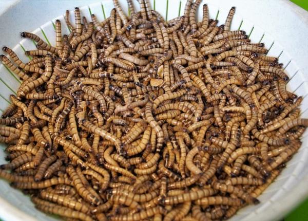 viermii galbeni de faina uscati aprobati ca aliment nou in ue