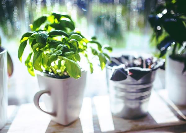 cum sa cresti busuioc acasa si sa l pastrezi cat mai mult timp posibil