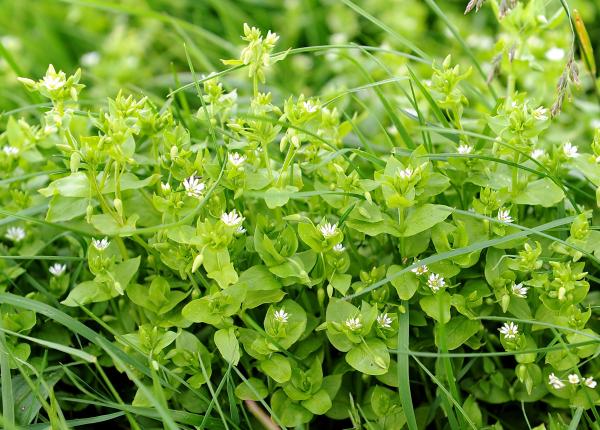 vitamina c plante care pot inlocui pastilele