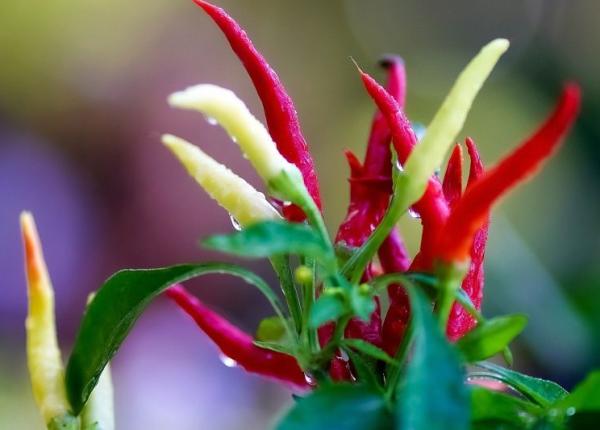 ardeiul iute 4 motive ca sa nu l eviti din dieta