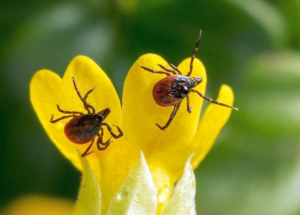cum evitati muscaturile de capusa ce substante sa folositi