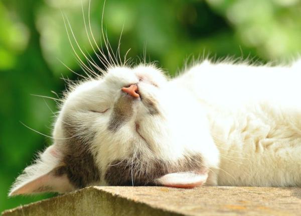 pisicile pot anticipa vremea vorbe din popor