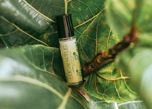 uleiul de eucalipt 5 utilizari surprinzatoare tuse raceala artrita dureri solutie contra tantarilor gandacilor si soarecilor