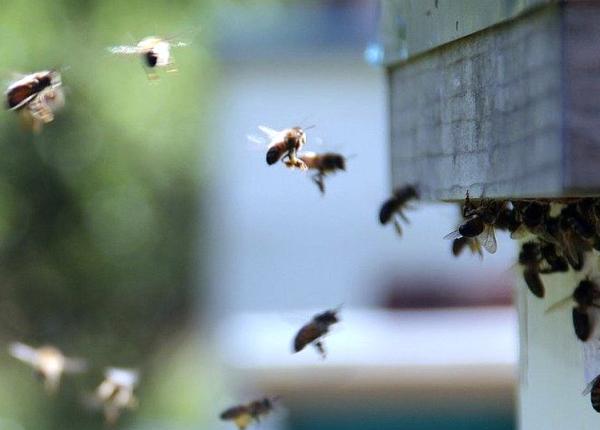 un barbat din focsani a murit dupa ce a fost intepat de albine incerca sa invete apicultura