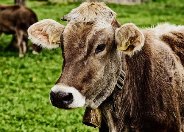 campanie de vaccinare vaci oferite persoanelor care se vaccineaza