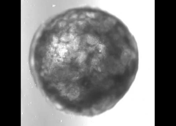 o inima artificiala de marimea unei seminte de susan a batut pentru prima data in laborator