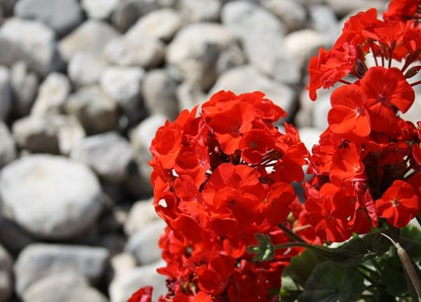 de ce sa nu arunci cenusa si sa o folosesti ca ingrasamant la plante