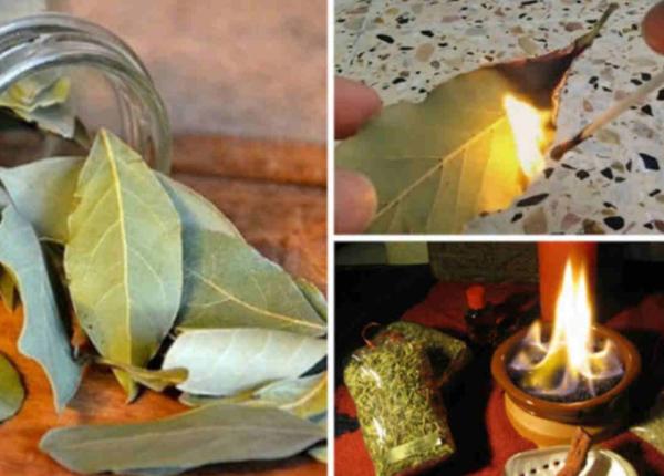 7 lucruri care se intampla cand arzi o frunza de dafin in casa