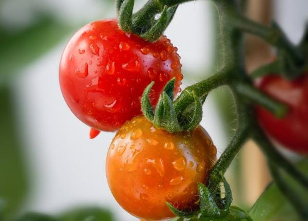 rosiile tuguiate crescute fortat si periculoase pentru sanatate cum iti dai seama ca sunt tratate chimic