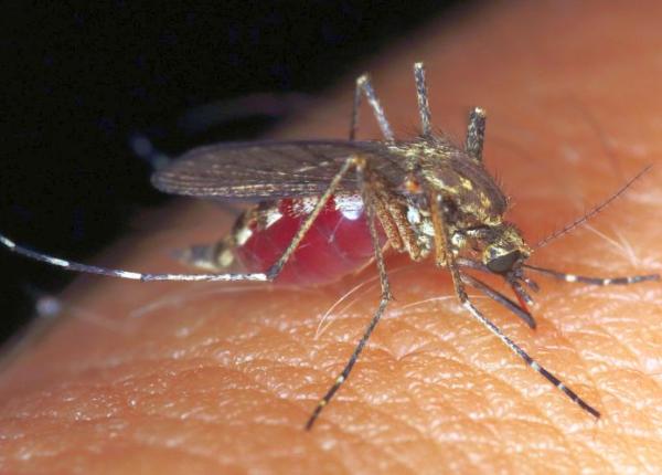 cum iti dai seama ca muscatura sau intepatura de insecta este infectata si ce poti face ca sa se vindece