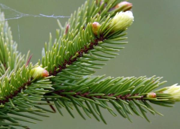 bradul proprietati miraculoase dovedite stiintific antibacterian anticancerigen atifungic plante vindecatoare