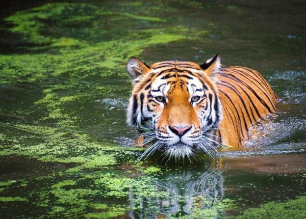rezervatiile de tigri inchise in india dupa aparitia unui focar de covid 19 la zoo turistii nu le mai pot vedea