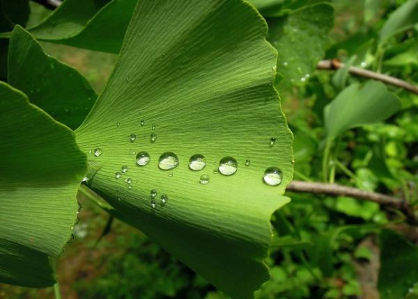 gingko biloba ce nu ai stiut despre efectele lui in dementa sau despre efectele adverse