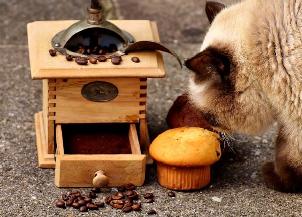 top alimente pe care pisica ta sa le manance vara plus ingrediente de evitat