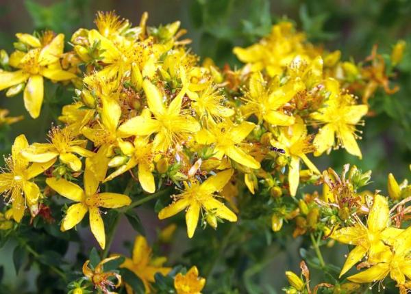 sunatoarea remediu natural cu efecte uluitoare in tratamentul depresiei dovezi stiintifice