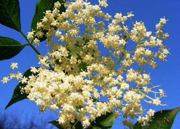 floarea de soc beneficii nebanuite pentru sanatate