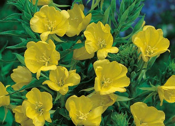 planta supranumita regele leacurilor la ce afectiuni ajuta